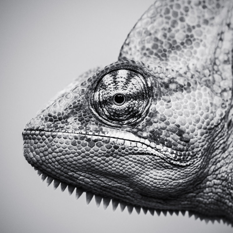 Cute Chameleon by SensorSpot - Wrapped Canvas Print, 91cm H x 91cm W x 3.8cm D