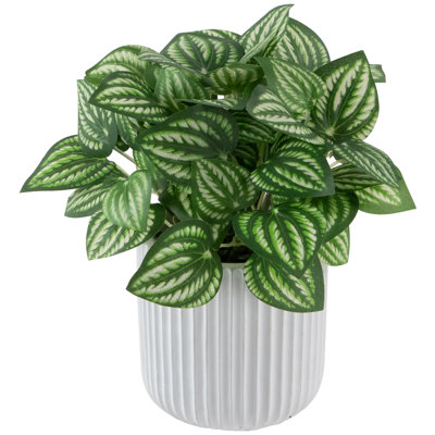6,5 plantes