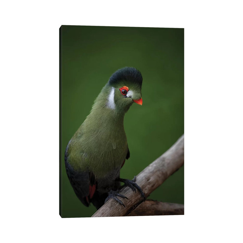 Strike A Pose - White-Cheeked Turaco by Mathilde Guillemot - Wrapped Canvas Print, 101.6 cm H x 66.04 cm W x 1.91 cm D
