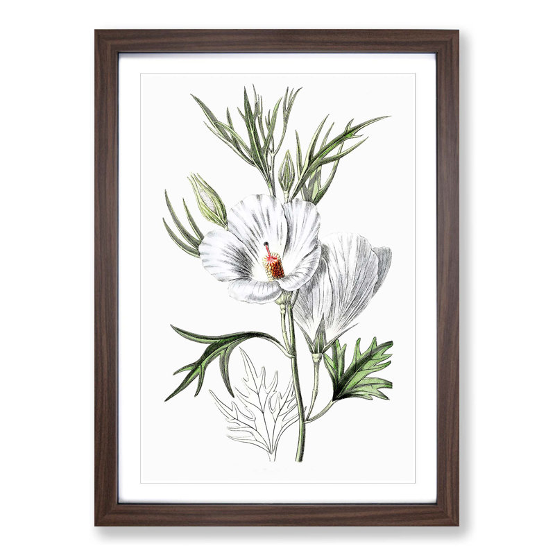 White Hibiscus Flowers - Picture Frame Painting Print, Walnut Framed, 48cm H x 36cm W x 2cm D