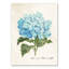 Illustration d'hortensia - aucune impression de cadre-1125909044