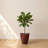 Vinisha ECOBO EcoFriendly Round Pot Planter, Onda IndoorOutdoor use, Four Season Use-88977523-88977522