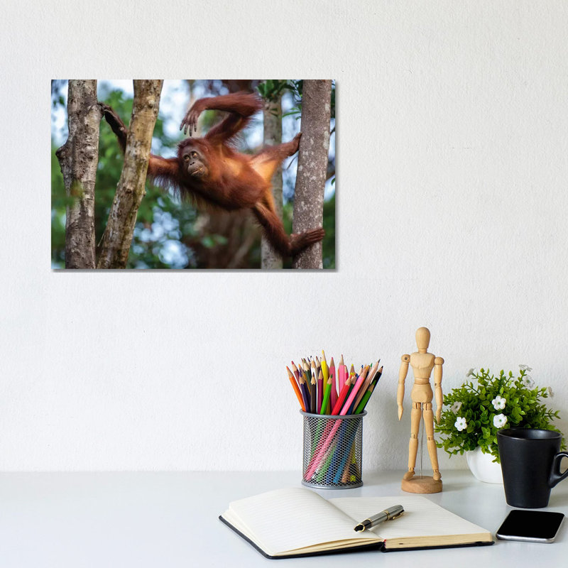 Orangutan Climbing Borneo - Wrapped Canvas Print, 20.32 cm H x 30.48 cm W