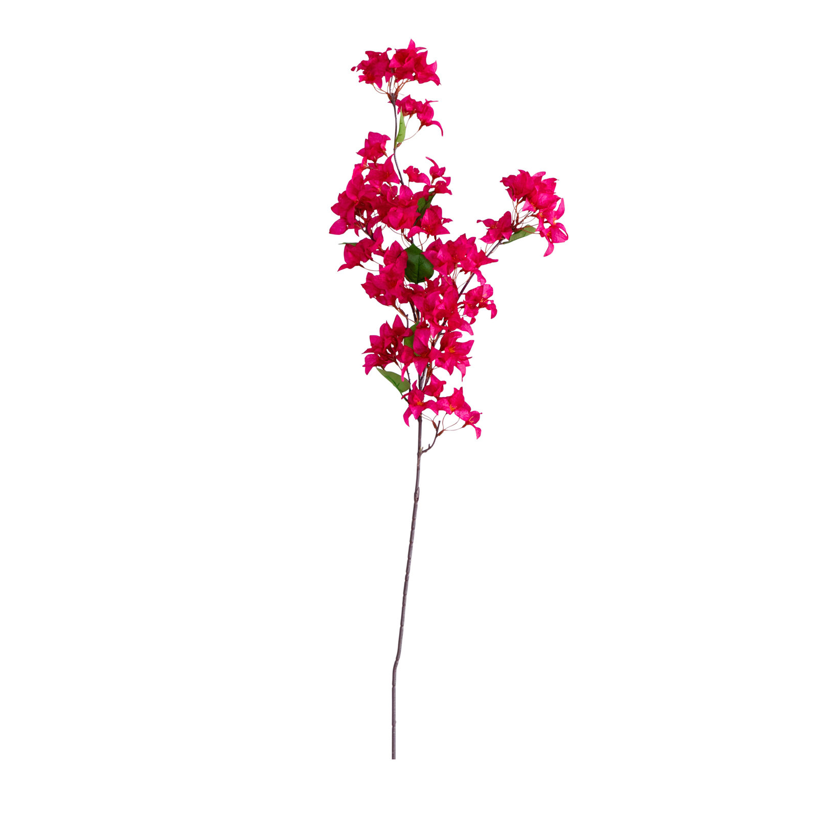 Bougainvillea Floral Stems, Pink