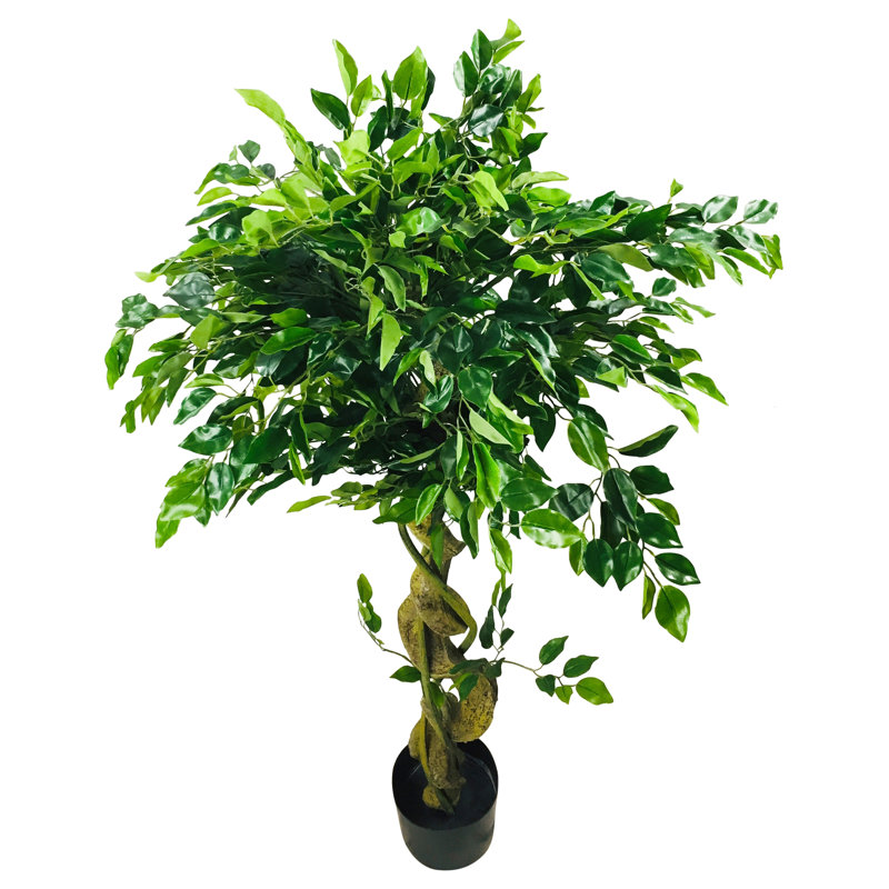 120cm Ficus Tree in Pot