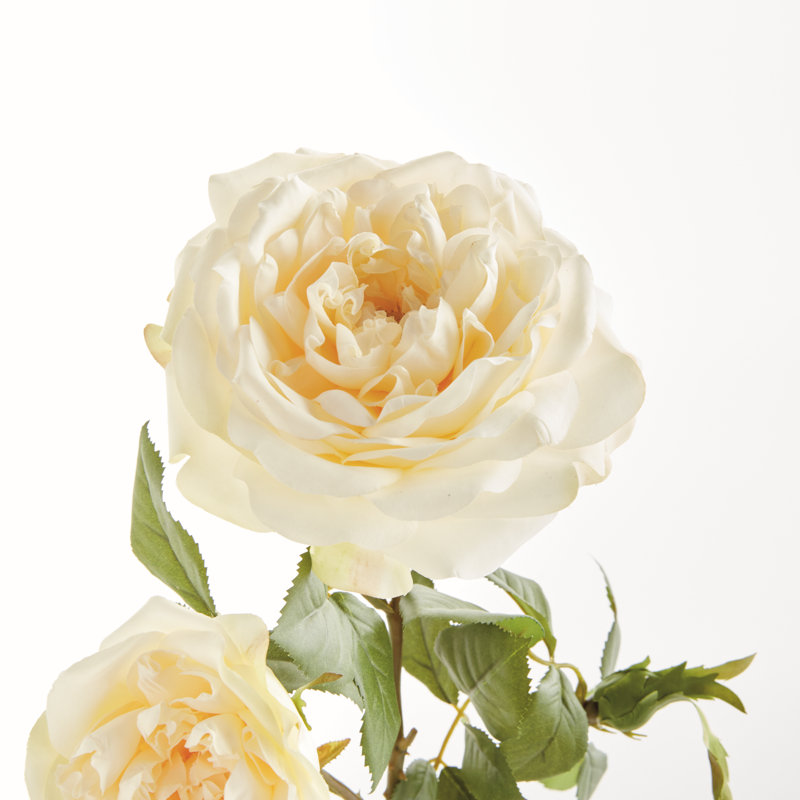 English Rose, Cream