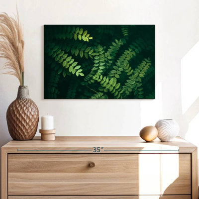 Feuilles d'acacia Harnek