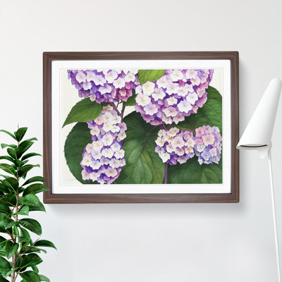 Watercolour Hydrangea Flowers Vol.3 - Framed Print