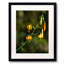 Wild Tigers Print by Tom Kostes