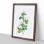 Hawthorn Flowers by Pierre-Joseph Redoute - Picture Frame Painting Print-55580359-55580360