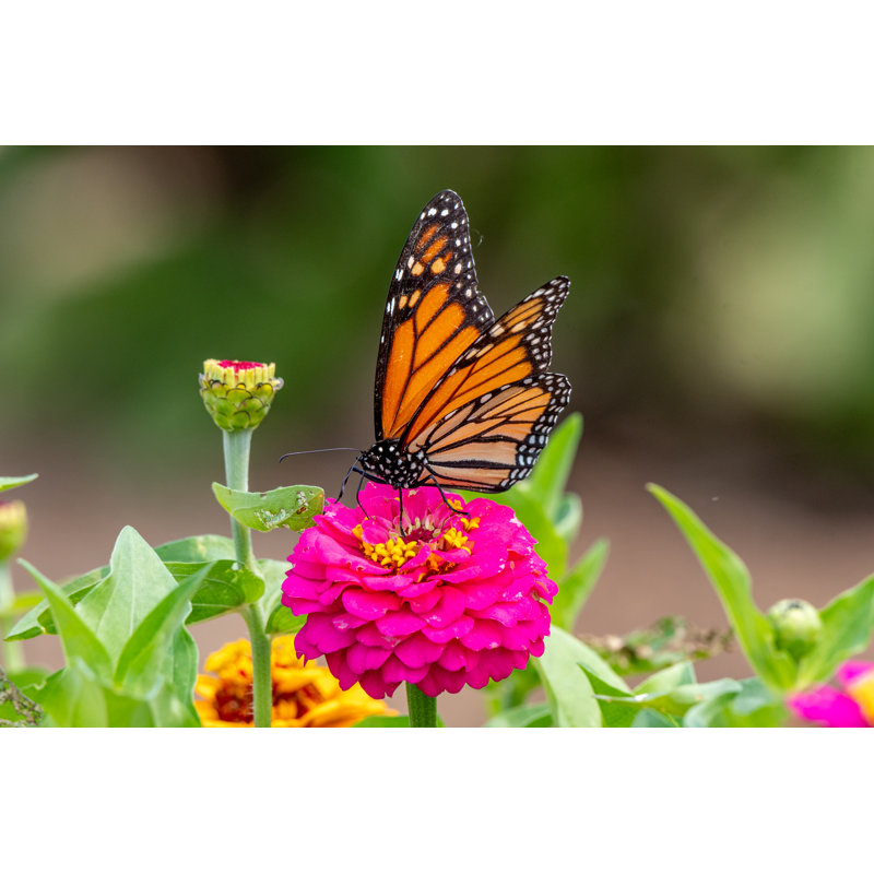 Closeup Of A Monarch Butterfly by Christophe Merceron - Wrapped Canvas Print, 30cm H x 46cm W