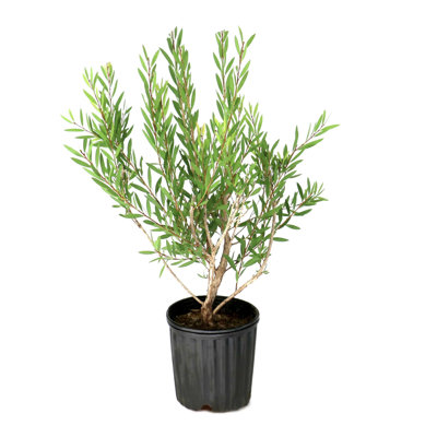 1 gal. Bottlebrush