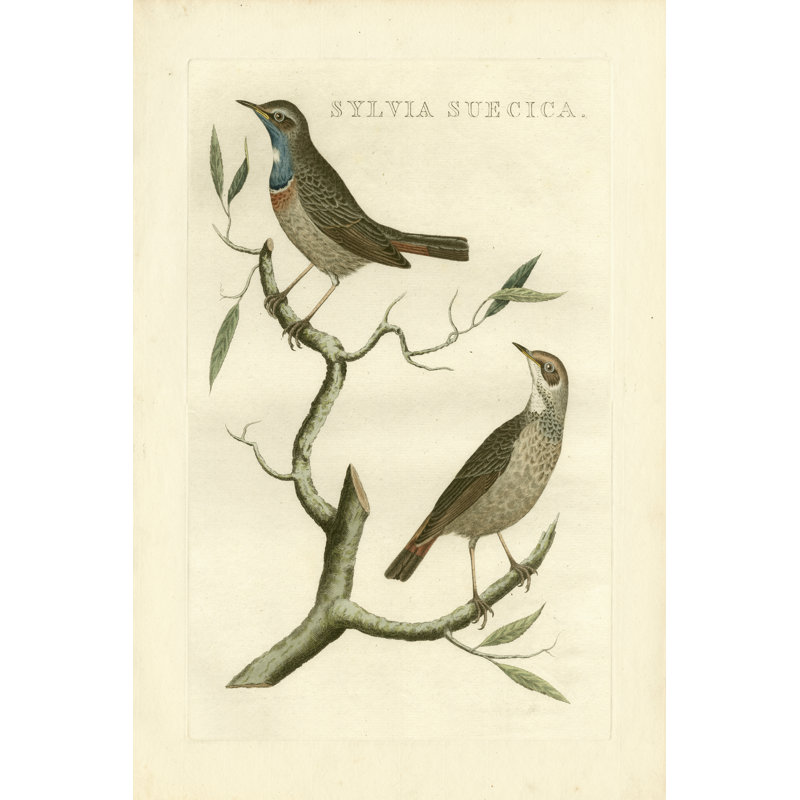 Nozeman Birds II by Nozeman - Wrapped Canvas Painting, 46cm H x 30cm W