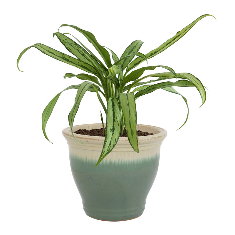 Jardinière ronde en céramique Berlina Imperial - écume de mer - 15 po, Écume de mer, écume de mer