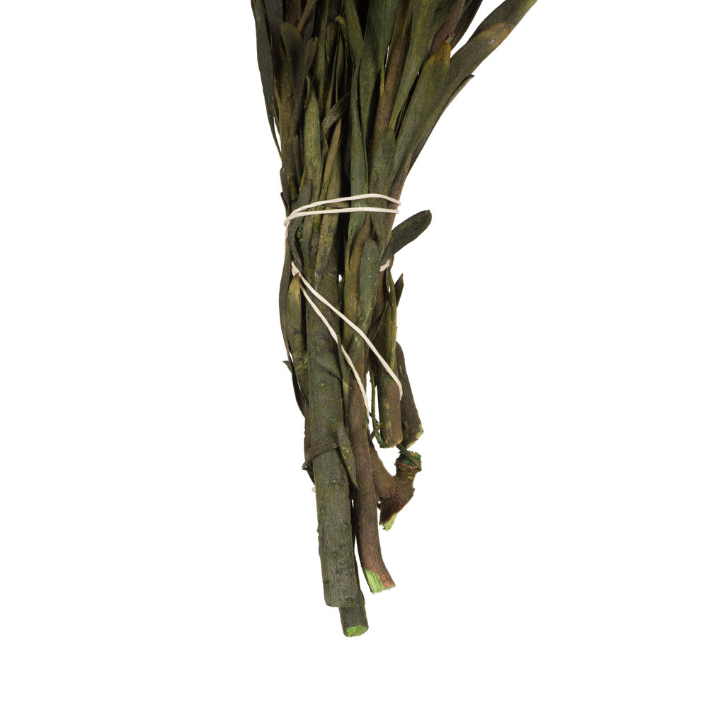 Plumosum Stems, Gold