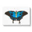 Ulysses Butterfly by George Shaw - Wrapped Canvas-55372132