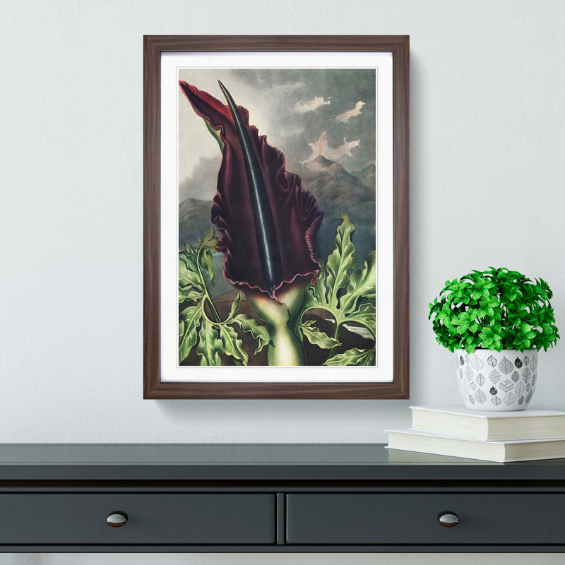 The Dragon Arum by R.J. Thornton - Picture Frame Art Print, Walnut Framed, 48cm H x 36cm W x 2cm D