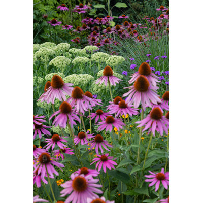 Garden View With A Variety Of Coneflowers - Wrapped Canvas Print