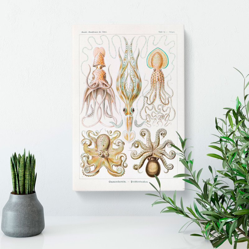 Octopus And Squid by Ernst Haeckel - Wrapped Canvas, 60cm H x 40cm W x 3cm D