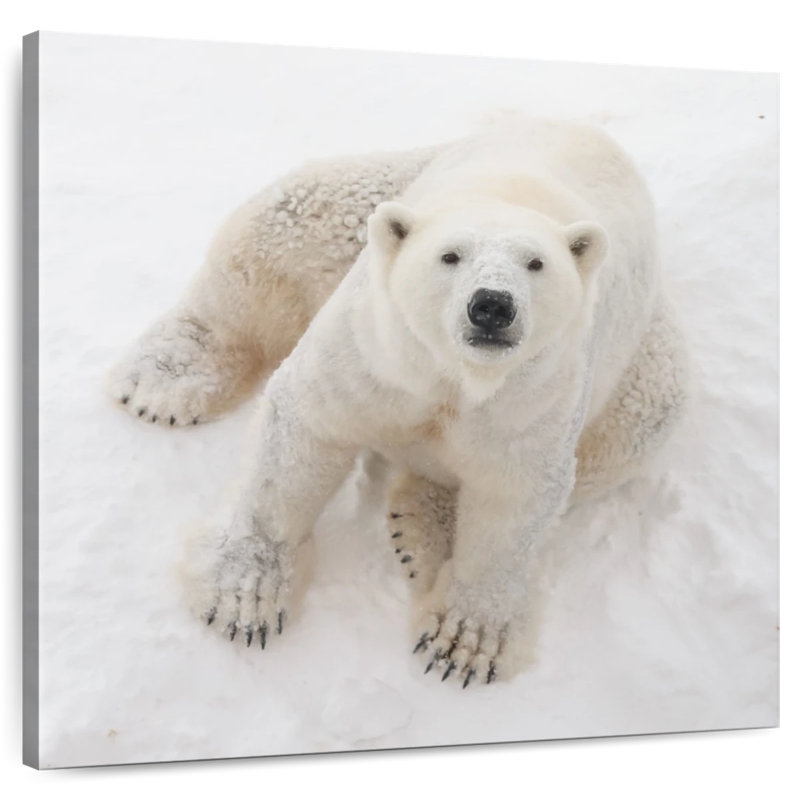 Ours polaire dans la neige, H 20 po x l 20 po