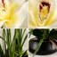 Orchidées artificielles en pot de 21 pouces, bonsaï orchidées décoratives avec technologie Real Touch, orchidées artificielles / artificielles qui semblent réelles pour les décorations de table-131419293
