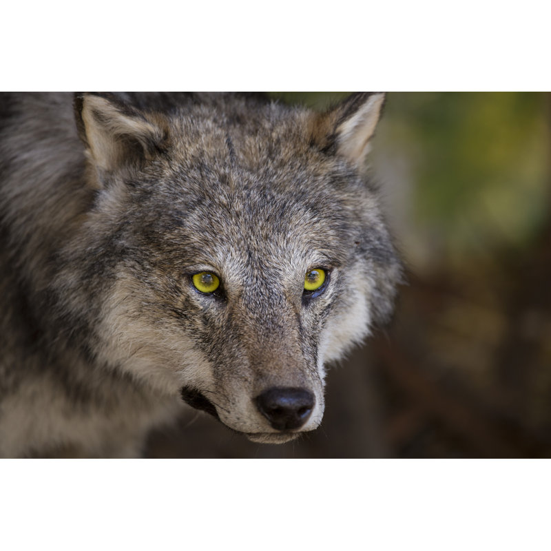 Horizontal Image With Portrait And Detail A Wolf - Wrapped Canvas Print, 81cm H x 122cm W