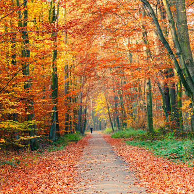 «Autumn Park» par Sborisov - reproduction d'art sur toile tendue