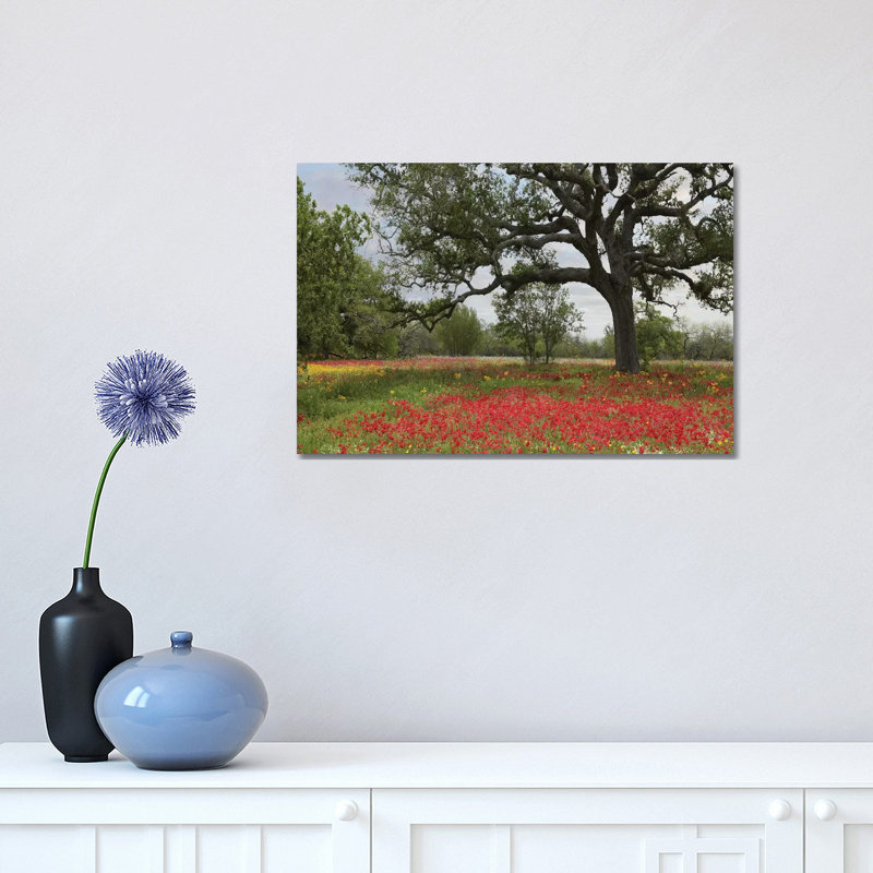 Drummond's Phlox Meadow Near Leming, Texas by Tim Fitzharris - Wrapped Canvas Print, 30.48 cm H x 45.72 cm W