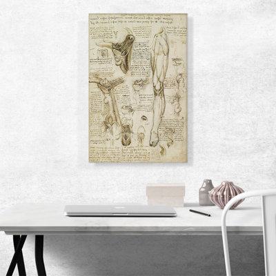 " Studies of the Human Body Leg and Pelvis " by Leonardo Da Vinci Oil Painting