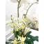 Malden Orchid Faux Floral in Vase