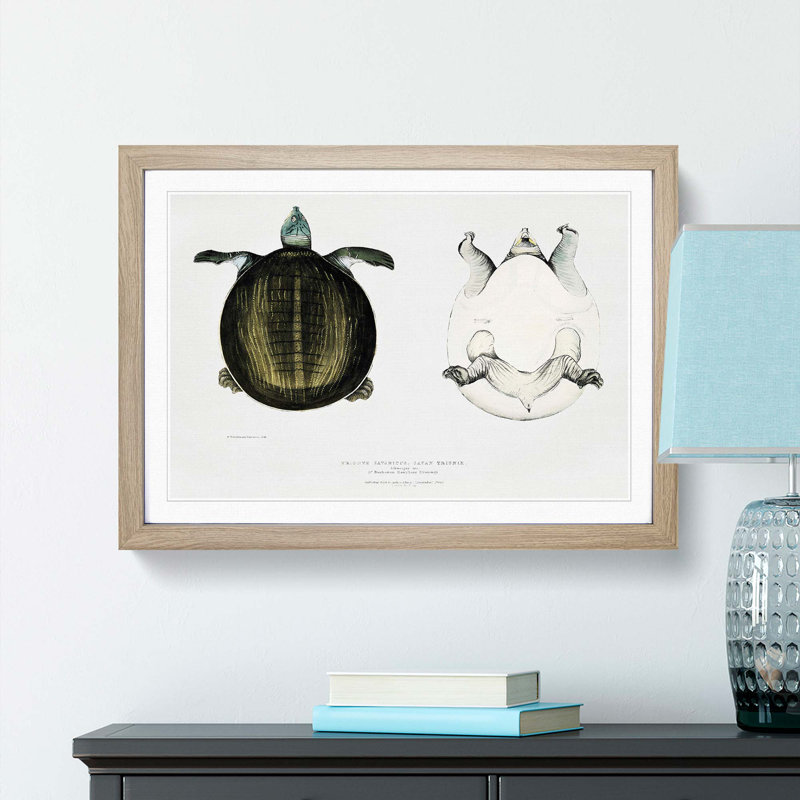 Javan Trionyx Turtle by John Edward Gray - Picture Frame Graphic Art Print, 48cm H x 65cm W x 2cm D, Oak Framed