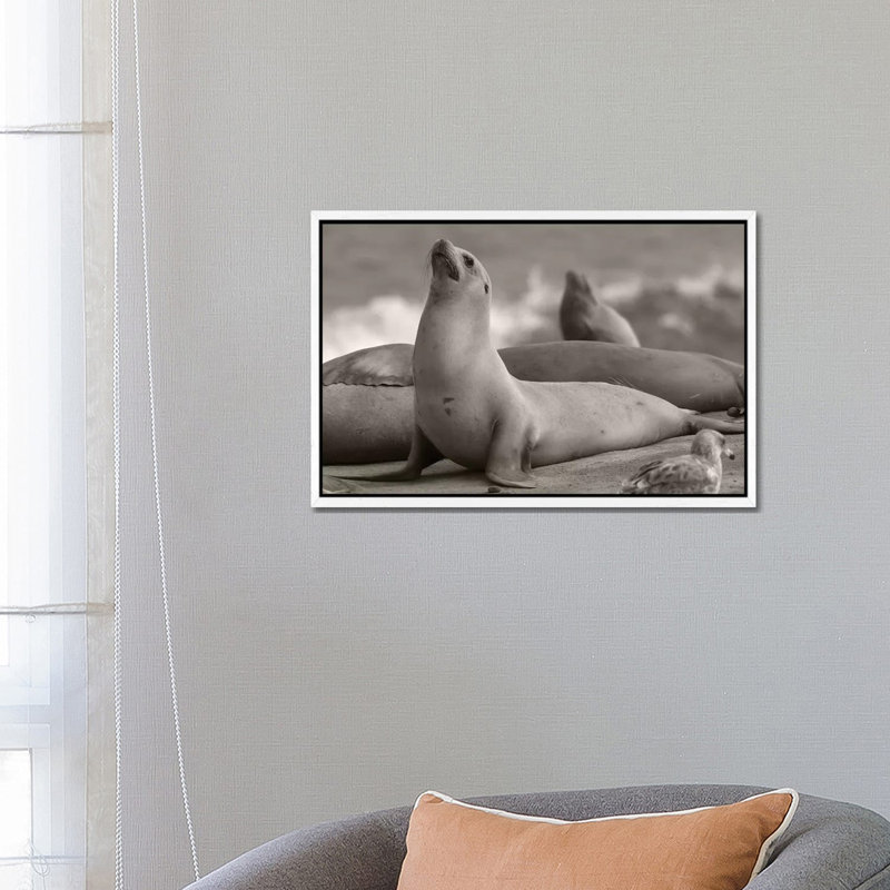 California Sea Lion group, La Jolla, California 1 Piece Wall Art on Canvas, 66.04 cm H x 45.72 cm W, White Framed