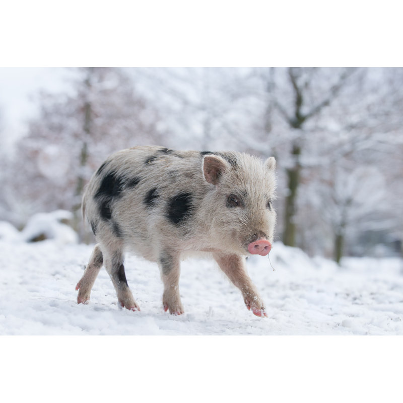 Ewell Piglet In Snowy Forest - Wrapped Canvas Print, 30cm H x 46cm W x 3.8cm D