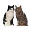 Salt And Pepper - Cat - Barney And Clementine