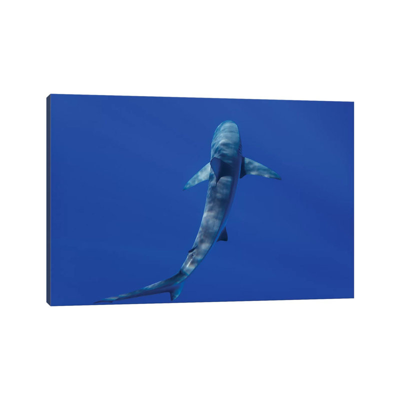 Hawaiian Shark II by Bethany Young - Print on Canvas, Wrapped Canvas, 45.72cm H x 66.04cm W x 1.91cm D