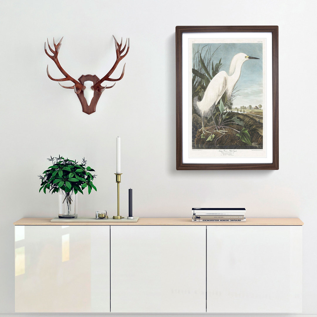 Snowy Heron by John Audubon - Framed Print