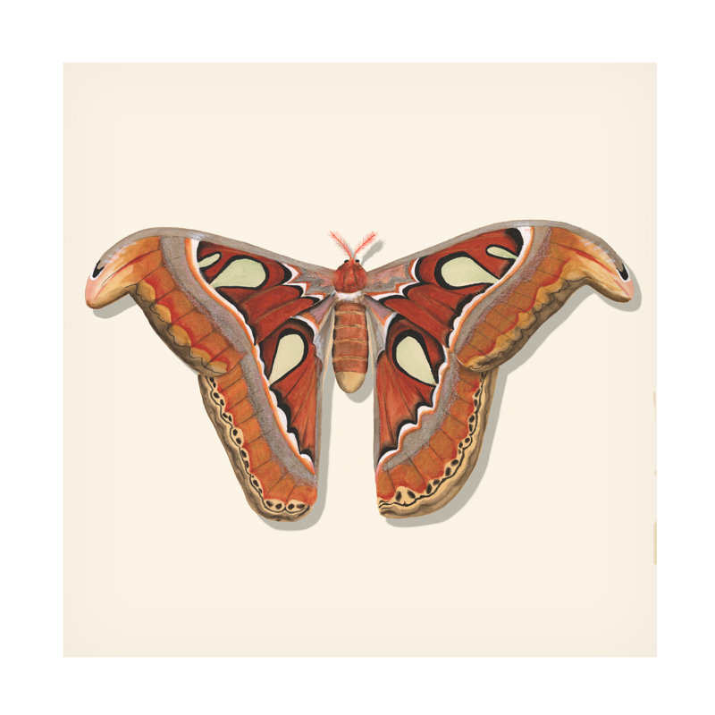 «Michael Willett Watercolor Moths II», art sur toile, H 35 po x l 35 po x P 2 po