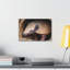 «Coming Out Armadillo Portrait of Hairy Armadillo», art mural-887446919