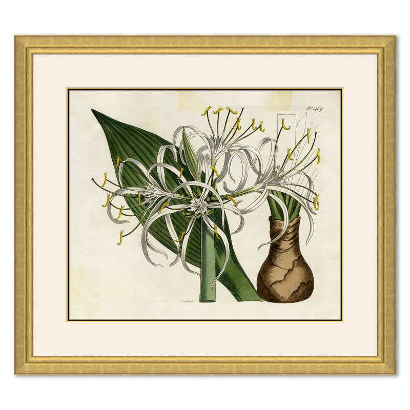 Curtis Floral Studies Giclee Print