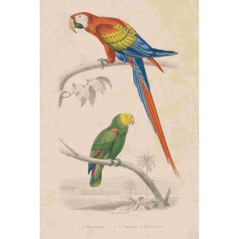 Étude de perroquet - peinture sur toile tendue, H 18 po x l 12 po