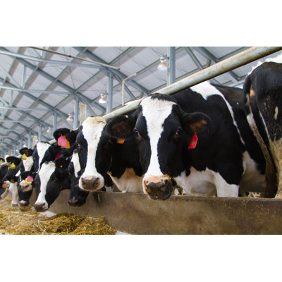 Holstein Cows - Wrapped Canvas Print