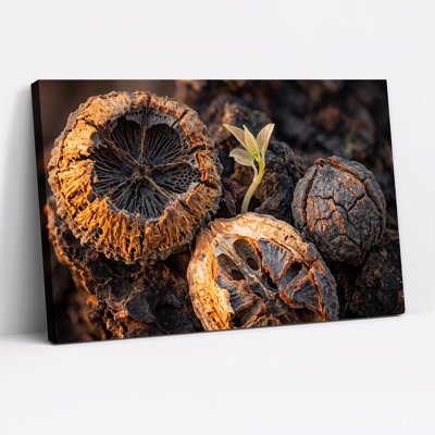 Close Up Dried Seed Pods and Green Sprout in Dark Soil Canvas Wall Art