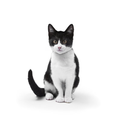 Cat On White by RBOZUK - No Frame Art Prints on Canvas