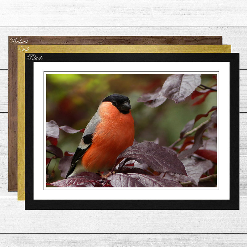 Bullfinch Bird Framed Photographic - Framed Print, Walnut