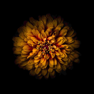 " Orange Zinnia "