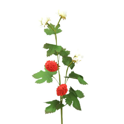 Fraise, rouge naturel