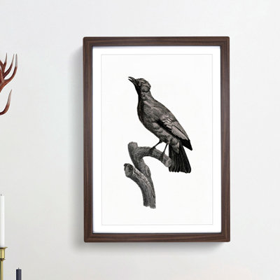Paradise Crow by Jacques Barraband - Picture Frame Painting Print