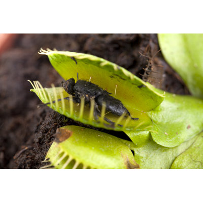 Venus Flytrap With Dead Fly by Pannonia - No Frame Art Prints on Canvas