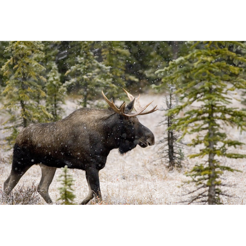 Moose In Snowfall - Wrapped Canvas Print, 51cm H x 76cm W x 3.8cm D