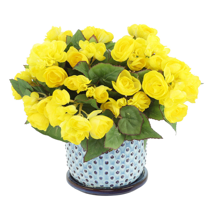Begonias in Dotted Ceramic Pot, Yellow